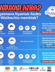 Bagaimana Nyamuk Aedes Berwolbachia Membiak?